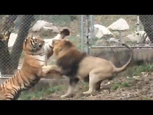 The lion and the tiger fight again