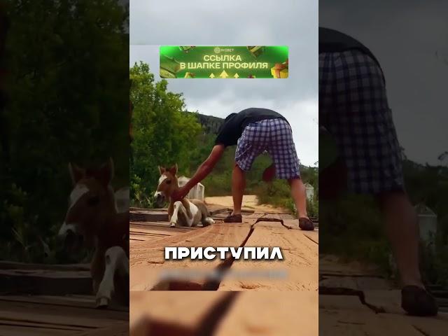 Безумная лошадь   