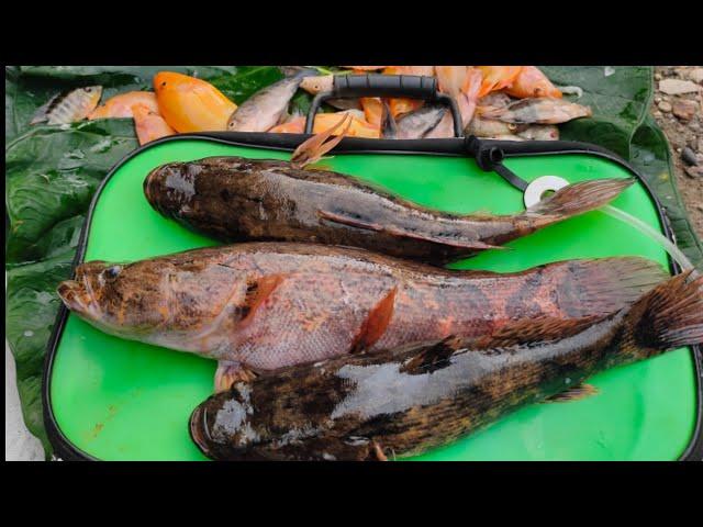 JP DUONGDAPAT MBAHNYA BETUTU LANGSUNG PULANG LANGSUNG MUKBANG || mancing ikan red devil NAHOL MANIA