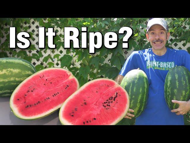  When to Pick Perfectly Ripe Watermelons Grown in the Garden - Best Time to Harvest Every Time!