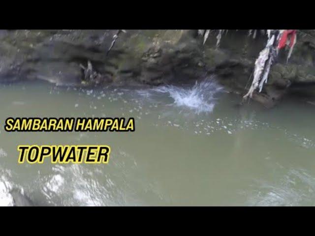 TOPWATER EXPLOSION‼️ SAMBARAN HAMPALA TOPWATER  || MANCING IKAN HAMPALA CISADANE