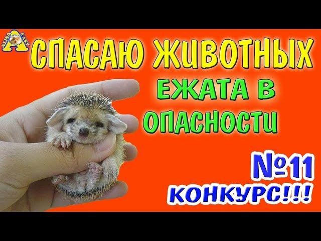 СПАСЕНИЕ ЖИВОТНЫХ / ЕЖАТА В ОПАСНОСТИ / НОЧНЫЕ ПРИКЛЮЧЕНИЯ / ежики как хомки / КОНКУРС 11/ АЛИСА ИЗИ