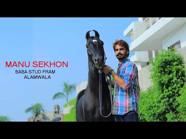 MANU SEKHO ll BABA STUD FARM ll BABA FARID PRODUCTIONS