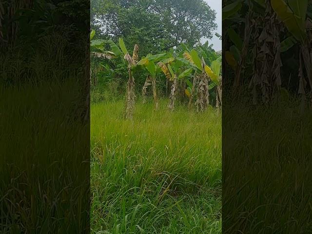 ACAN PISANG #buletininews #viralvideos #funny #larekoclok #garden