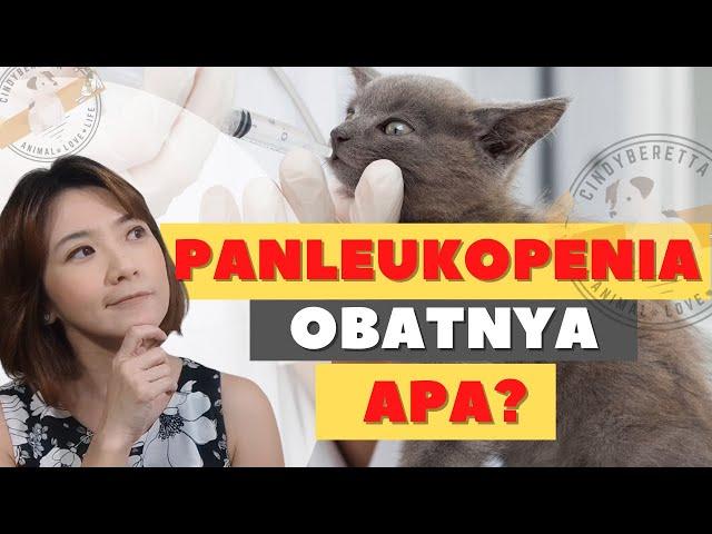 Bagaimana Menangani Kucing yang Sakit PANLEUKOPENIA-VIRUS PARVO | How to CURE Cat DISTEMPER