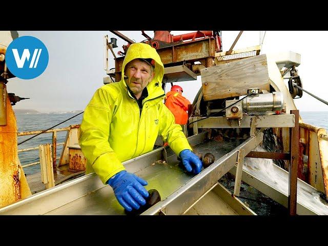 Island - Seltsame Schätze aus dem Meer (ARTE 360° Reportage)