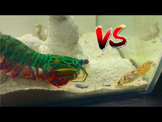 Giant Mantis Shrimp VS Pistol Shrimp