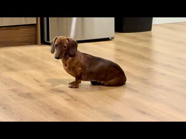 Mini dachshund wants dessert!