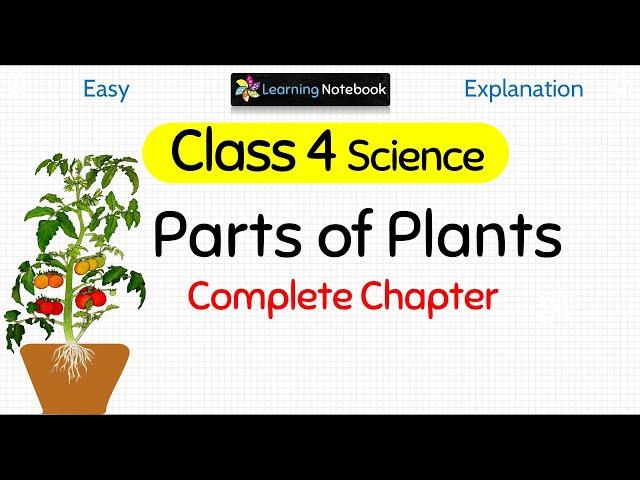 Class 4 Science Parts of Plants