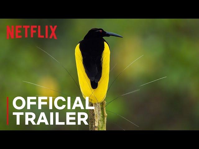 Dancing With The Birds   Official Trailer   Netflix