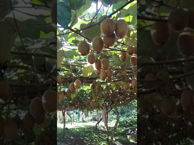 Tarım İl Müdürlüğü Uyardı! Kiviyi Zamanında Hasat Edin