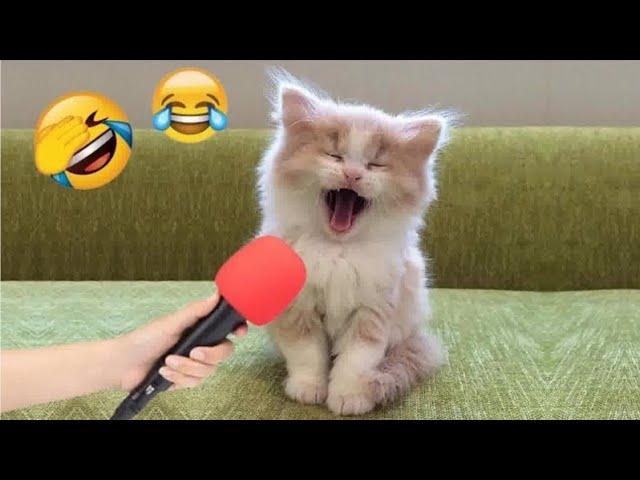 Cute Funny Animals  Funniest Cat and Dog videos  2024