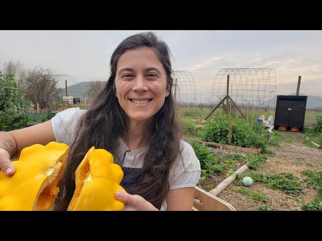 VLOG | Sacar semillas de Cucurbitáceas. Zapallos, Melones, etc. Para guardar o #SembrarZapallos