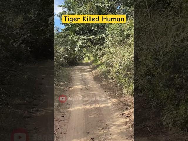 Tiger Killed Human  #shorts #jimcorbett #tiger