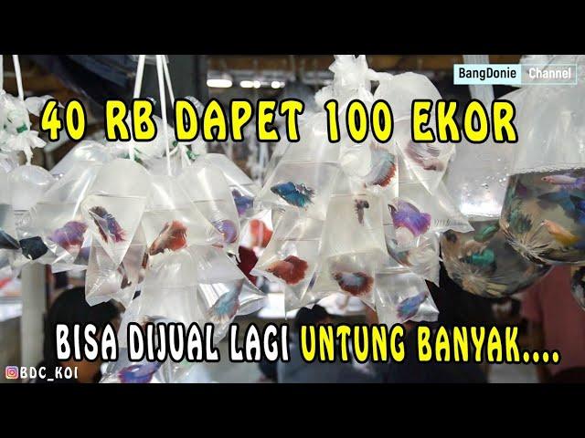 LAPAK CUPANG TERMURAH DI PASAR IKAN HIAS PARUNG // BISA DIJUAL LAGI BROO