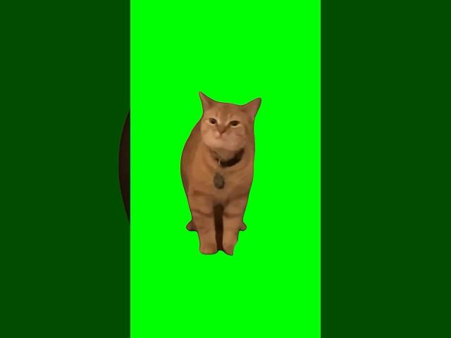 Green Screen I Go Meow Singing Cat Meme