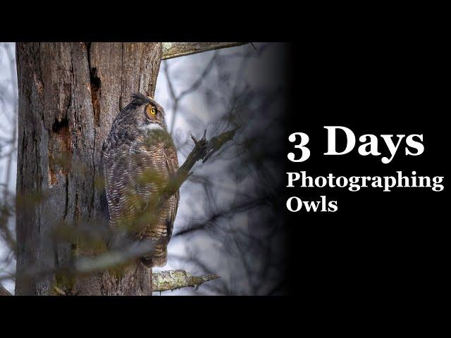 A Morning of Wildlife Photography Turns Into 3 Days With a Great Horned Owl