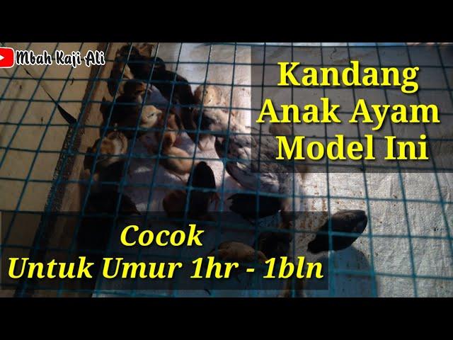 Cara Buat Kandang Anak Ayam Seperti ini Cocok  Usia 1hr - 1bln