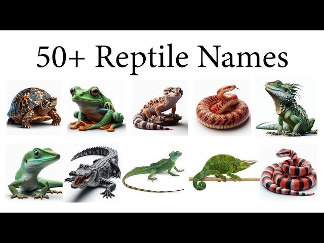 Reptile Names with Pictures l different types of Reptiles - English Vocabulary.