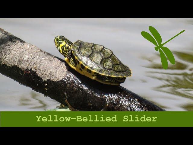 Yellow Bellied Slider