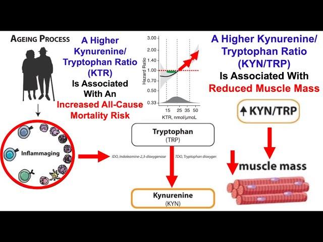 A Higher Kynurenine/Tryptophan Ratio Is Associated With Lower Muscle Mass