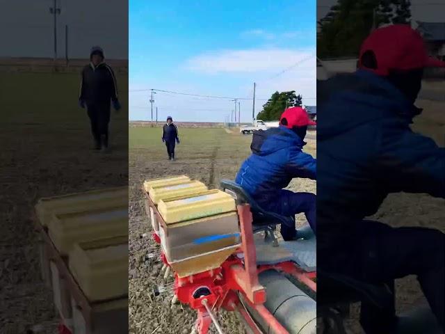 Mugifumi (Wheat stepping) #wheat #farming #japanfarming #japan