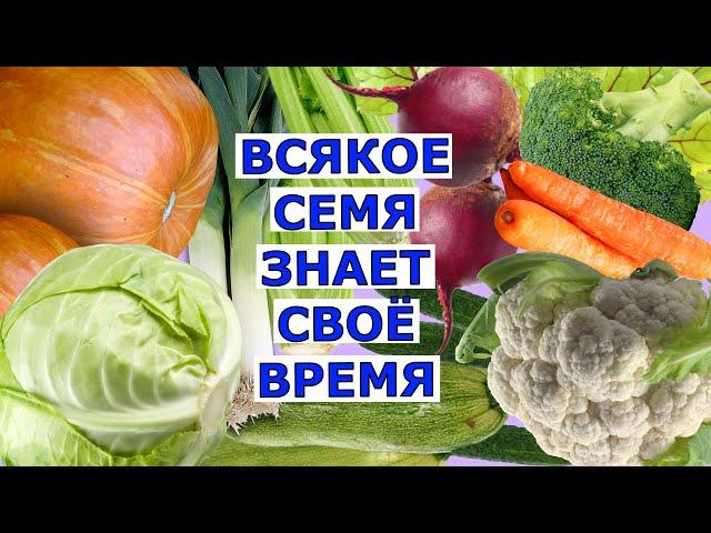 Когда сеять на рассаду овощи для открытого грунта в Подмосковье?