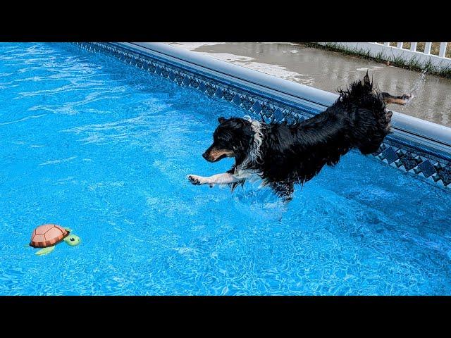 Indy Dog JUMPS Into the Swimming Pool to Save the Turtle!