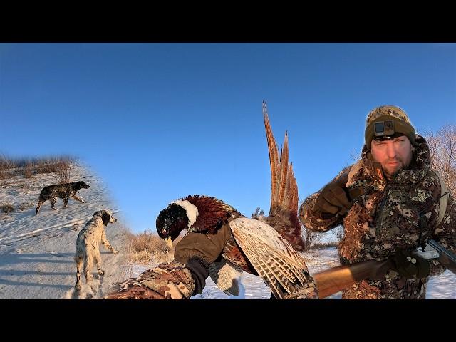 PHEASANT HUNTING WITH A POINTING DOG. Frost -15 with wind. Wolves nearby