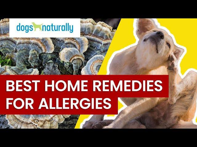 Best Home Remedies For Dog Allergies