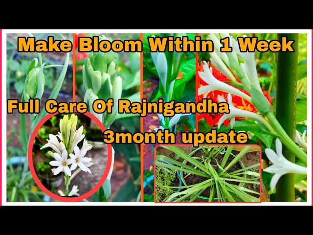 How To Grow Tubearose/Rajnigandha | Make Rajnigandha Bloom With Best Fertilizer #youtube