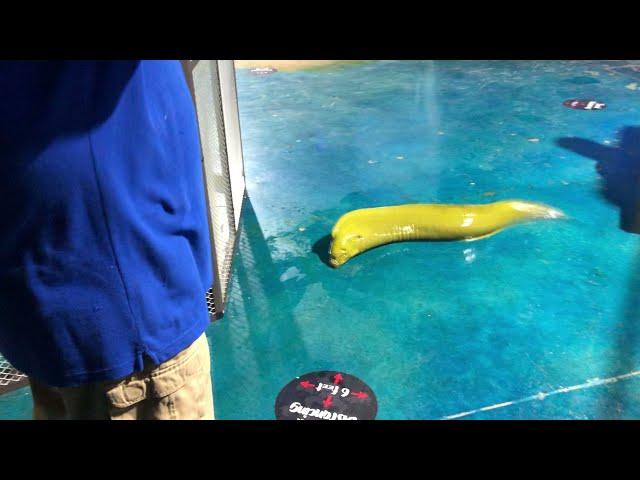 Moray Eel Escapes From Aquarium!