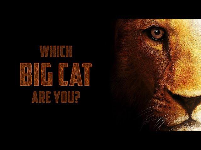 Which BIG CAT Are You?