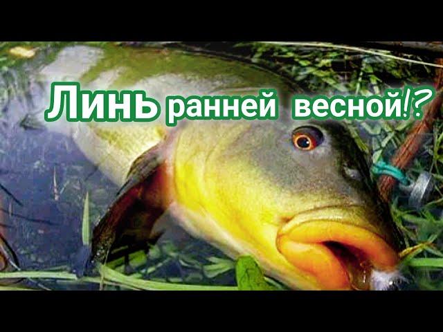 Где ловить линя весной? На что клюёт линь ранней весной?! Место ловли линя весной! Весенний линь!!!