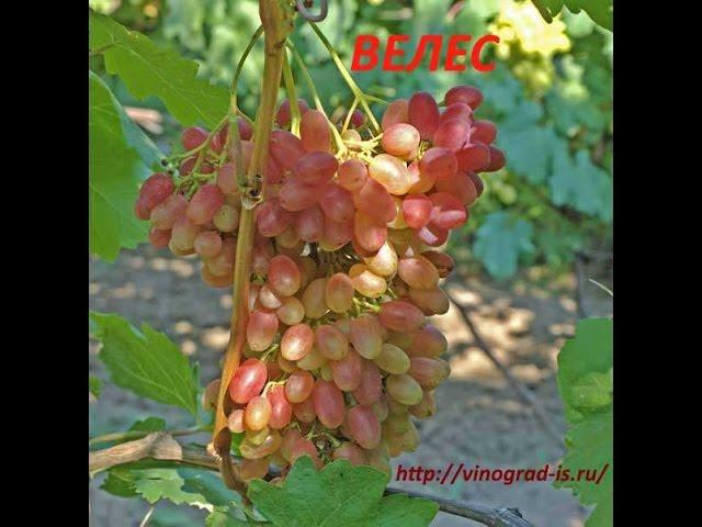 @Применение гиббереллина на винограде и черенки винограда весной