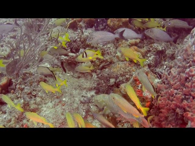 West Palm Dive Trip (HD)