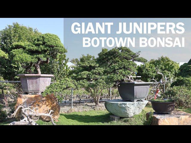 Giant Juniper Bonsai - A Visit to Botown Bonsai