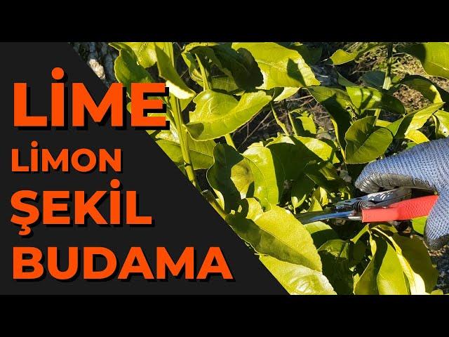 Lime Limon Şekil Budama