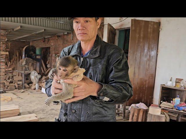 Baby monkey Nahu and puppy Kiki suddenly appear at the wood workshop where Huong works.