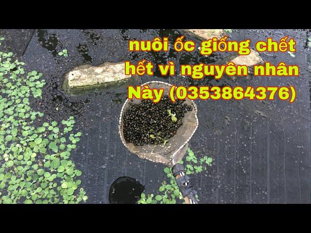 Ốc nhồi giống miền bắc mật độ  ươm nuôi ốc nhồi giống tốt nhất (0353864376)