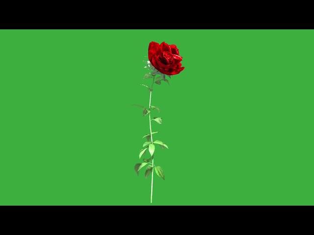 Growing rose green screen video /TOP VIDEO 2022