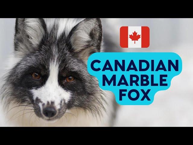 What is the Canadian Marble Fox? Everything You Need To Know!