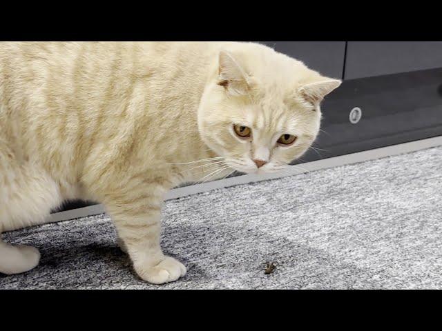 Cats Vs Spider (2)