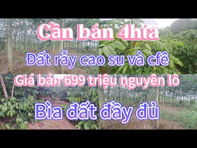 Cần bán 4hta đất rẫy cao su và cfê/ giá bán 699 triệu nguyên lô