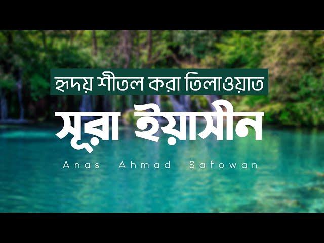 Surah Yaseen | سورة يس | সূরা ইয়াসীন | Anas Ahmad Safowan | Heart touching Quran Recitation