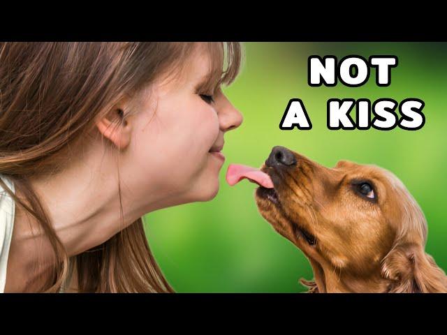 The Real Inner World Of Your Dog When Licking You