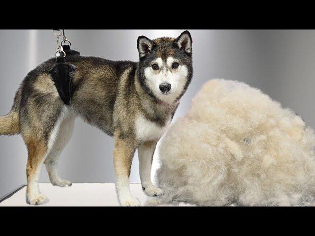 No-one wants to deal with this very difficult miniature Husky