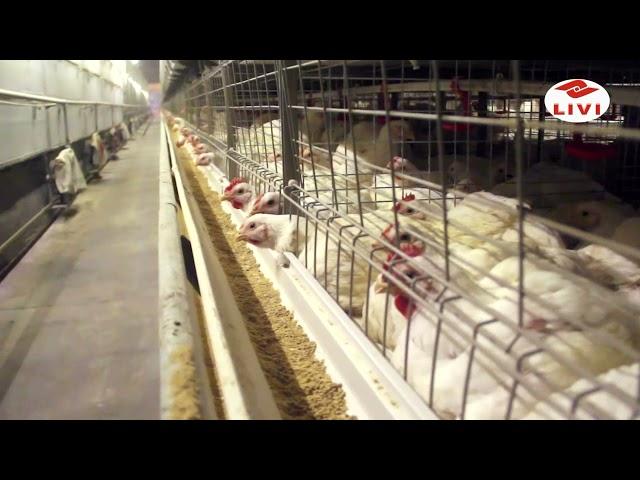 H type Battery Broiler Cage System For Your Modern Chicken Meat Commercial Poultry Farms 