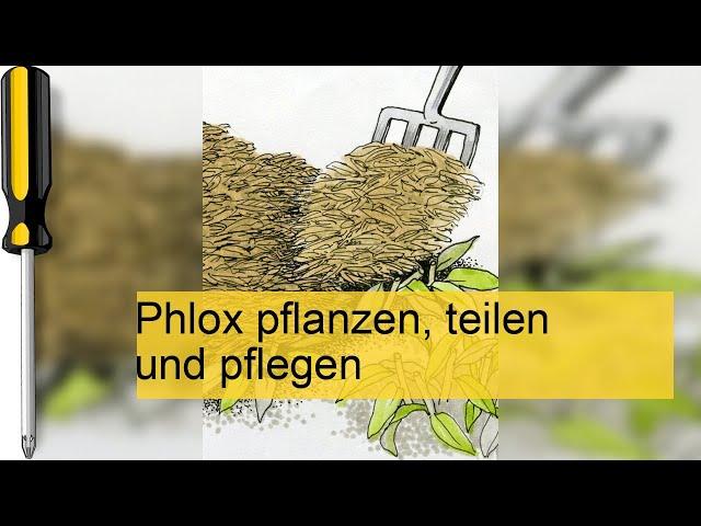 Phlox – die Flammenblume pflanzen, teilen, und pflegen