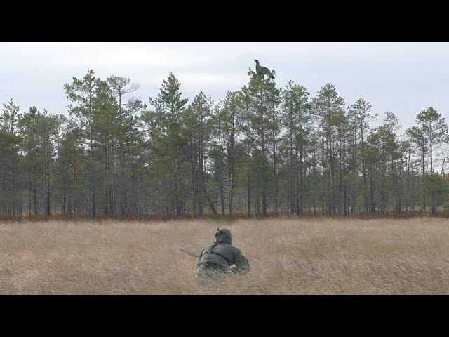 Охота на Глухаря на болоте. CAPERCAILLIE HUNTING.